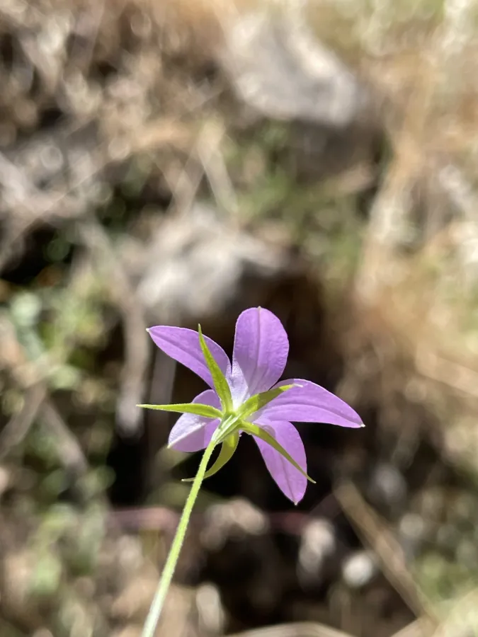 Campanula retrorsa
