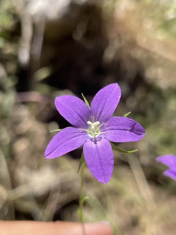 Campanula retrorsa
