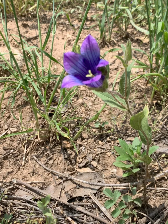 Campanula reuteriana
