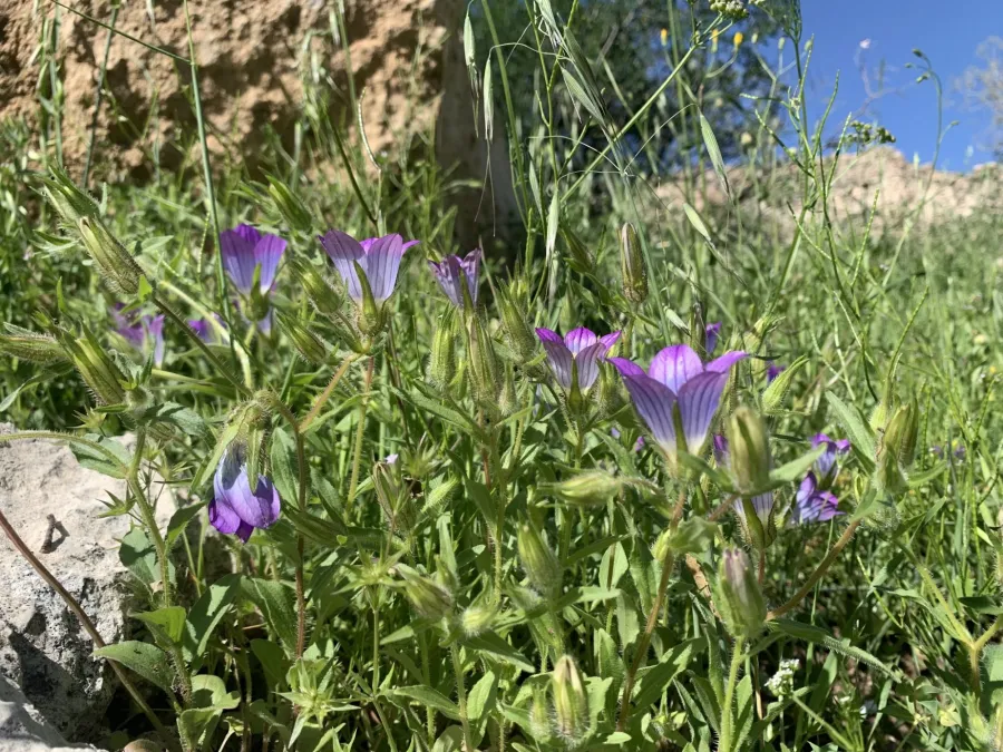 Campanula reuteriana