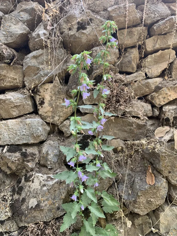 Campanula sclerotricha