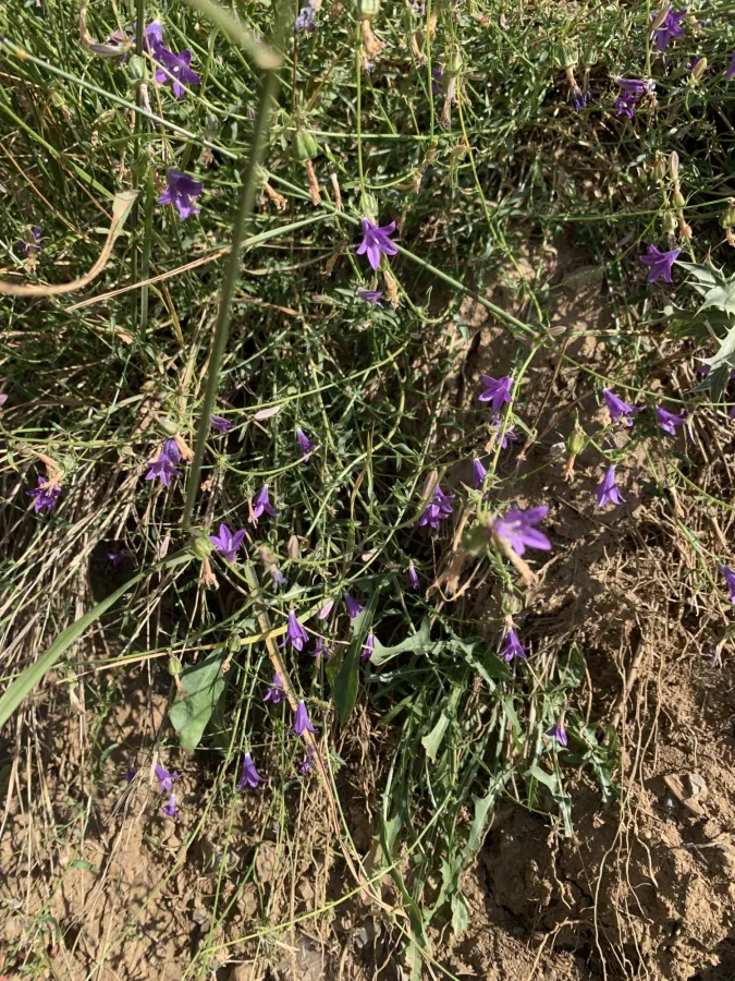 Campanula stricta