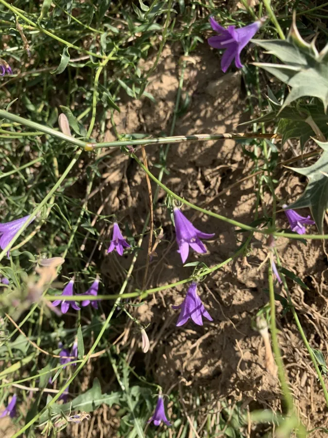 Campanula stricta