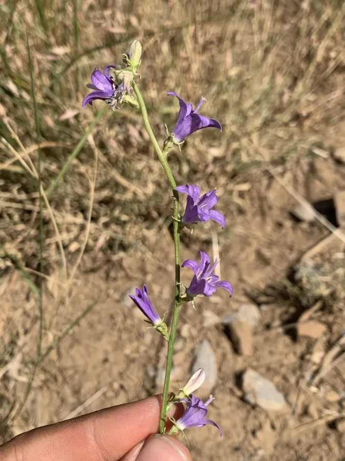 Campanula stricta