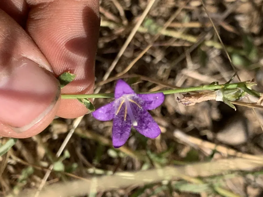 Campanula stricta