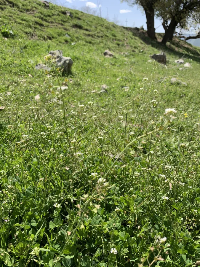 Capsella bursa-pastoris