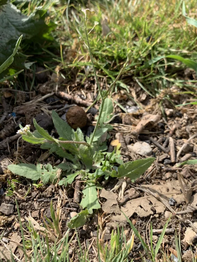 Capsella bursa-pastoris