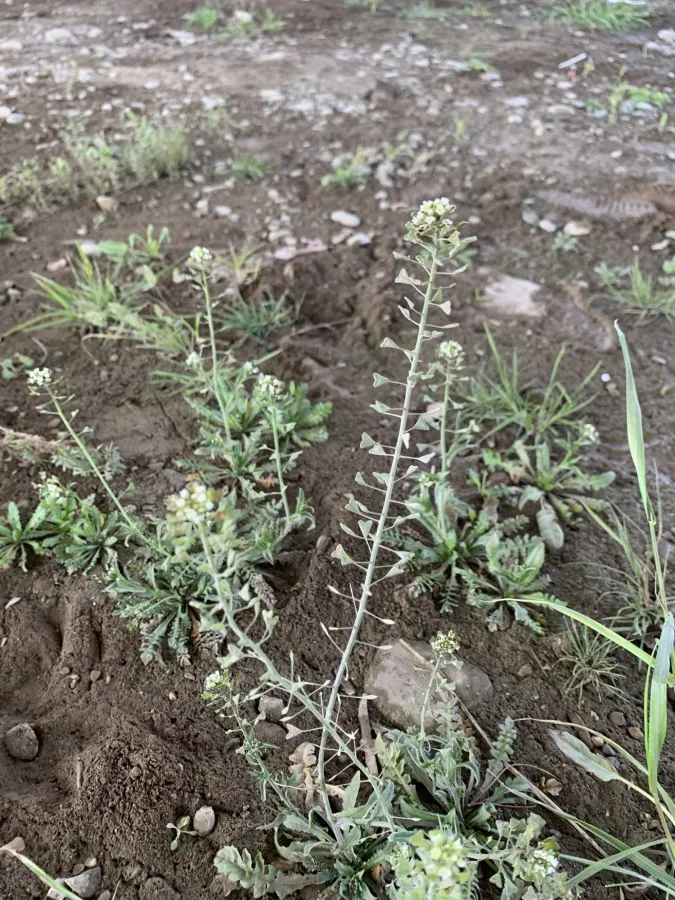 Capsella bursa-pastoris