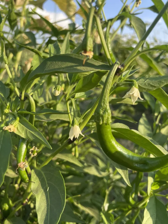 Capsicum annuum