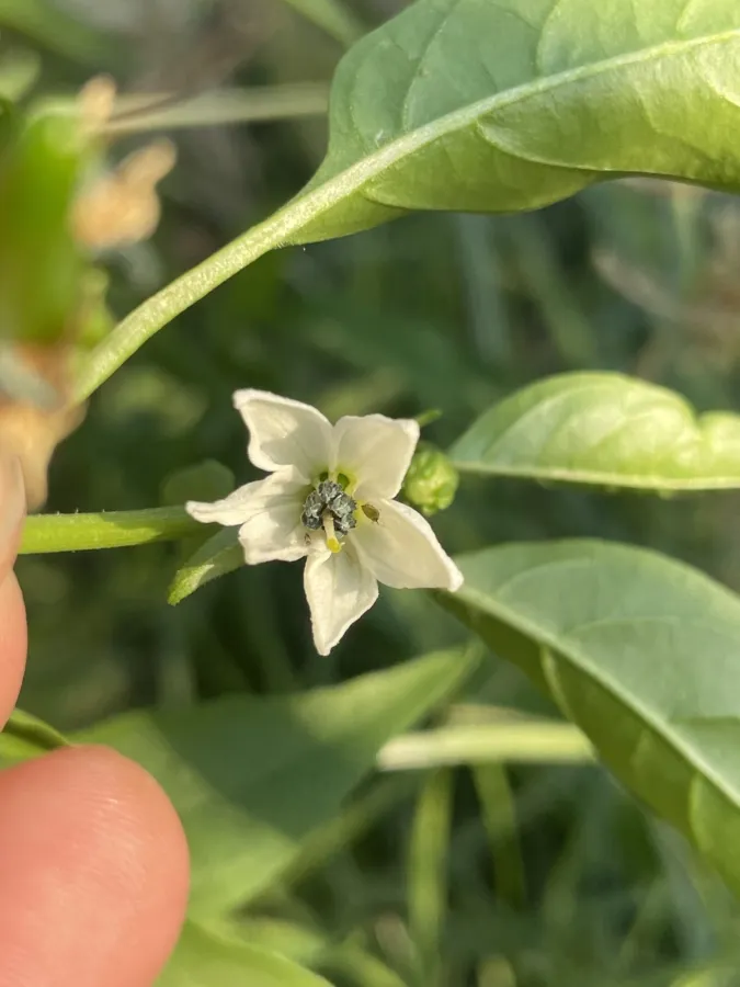 Capsicum annuum
