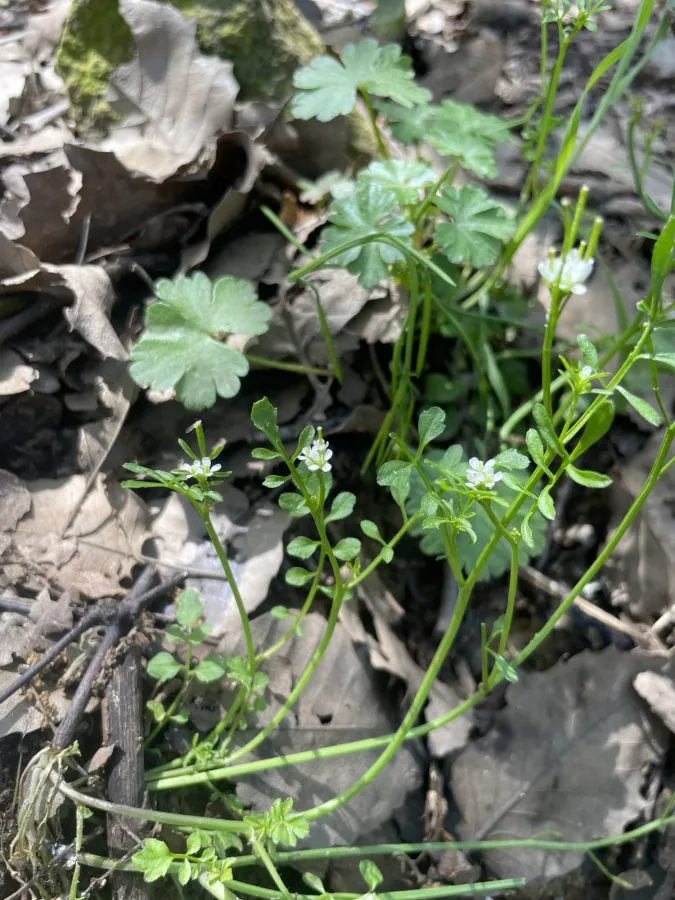 Cardamine hirsuta