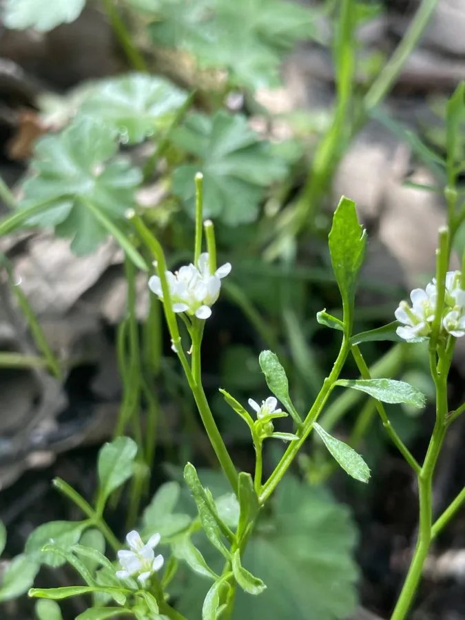 Cardamine hirsuta