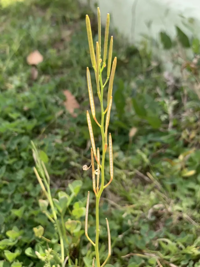 Cardamine hirsuta