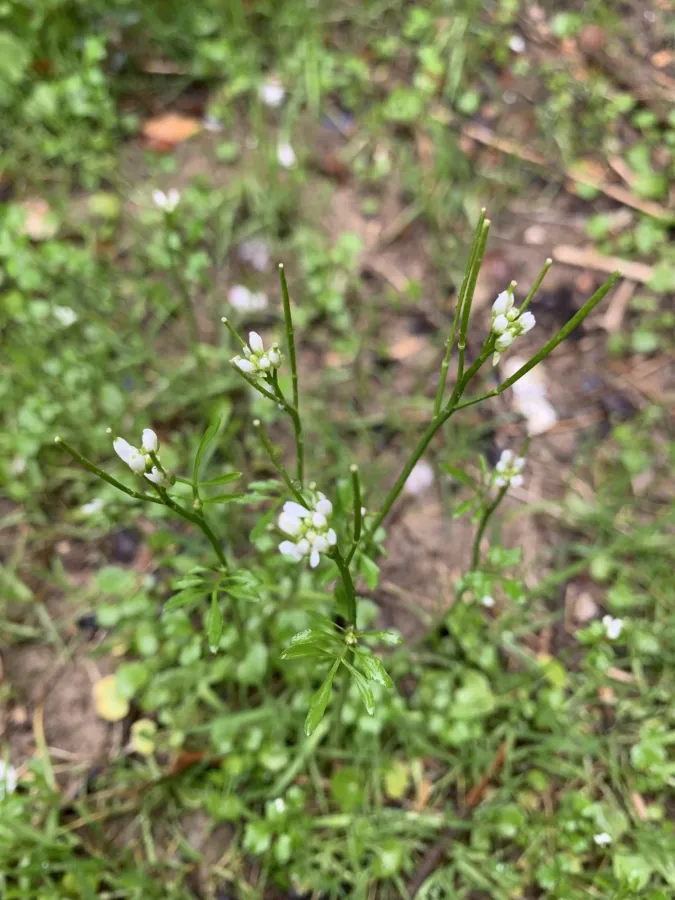 Cardamine hirsuta