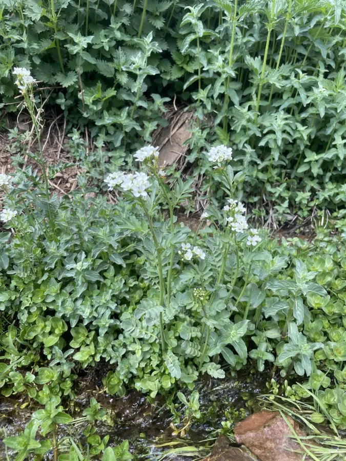 Cardamine x