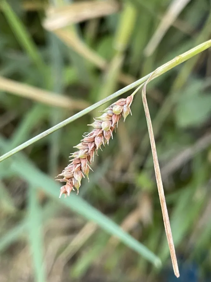 Carex distans