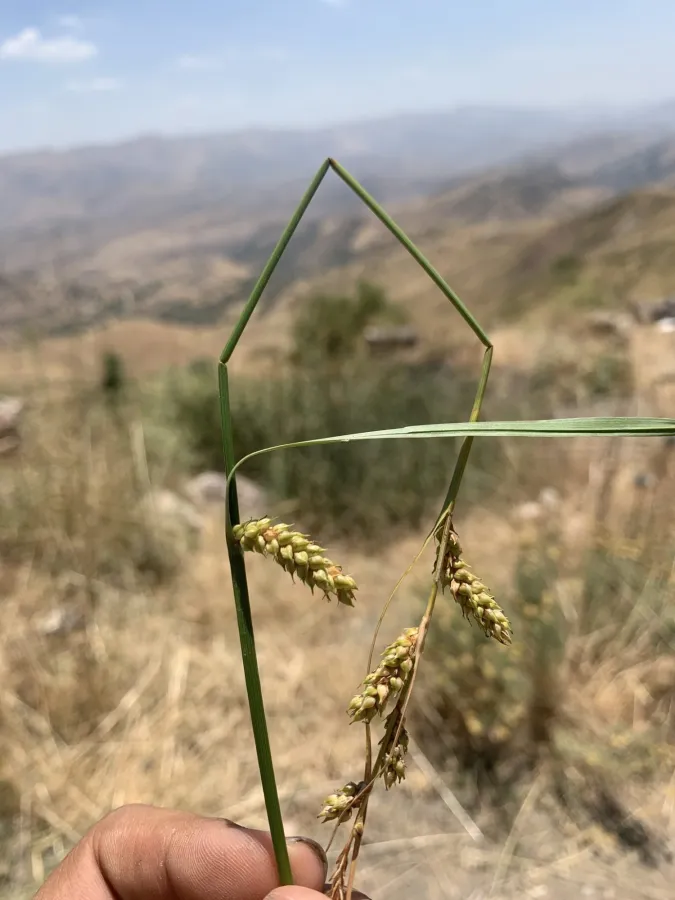 Carex distans