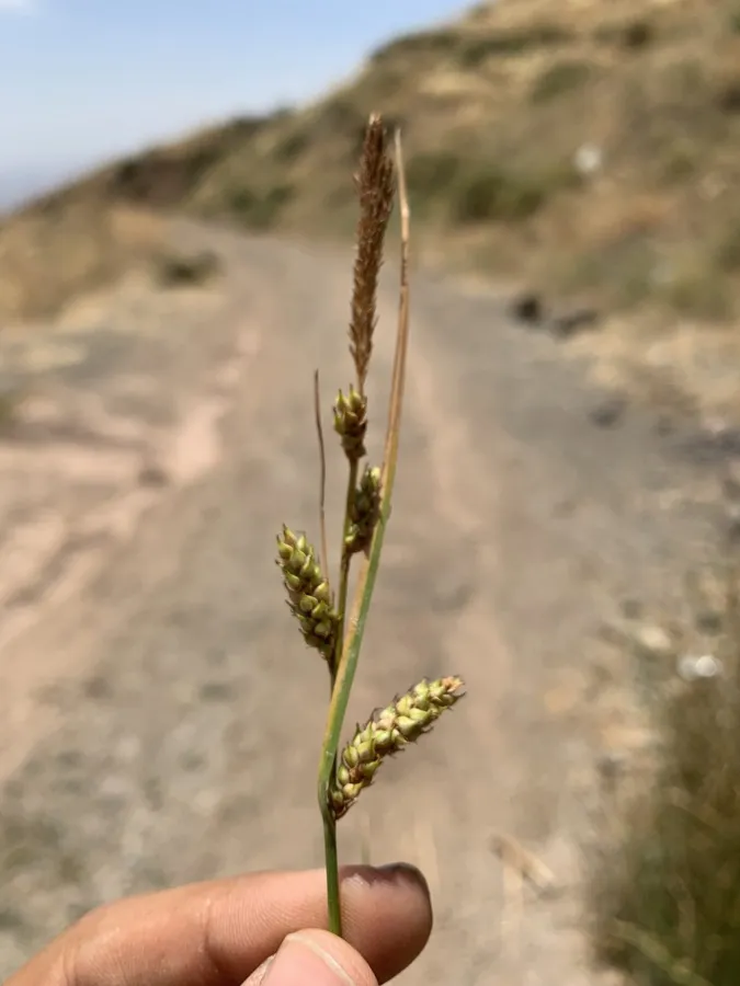 Carex distans