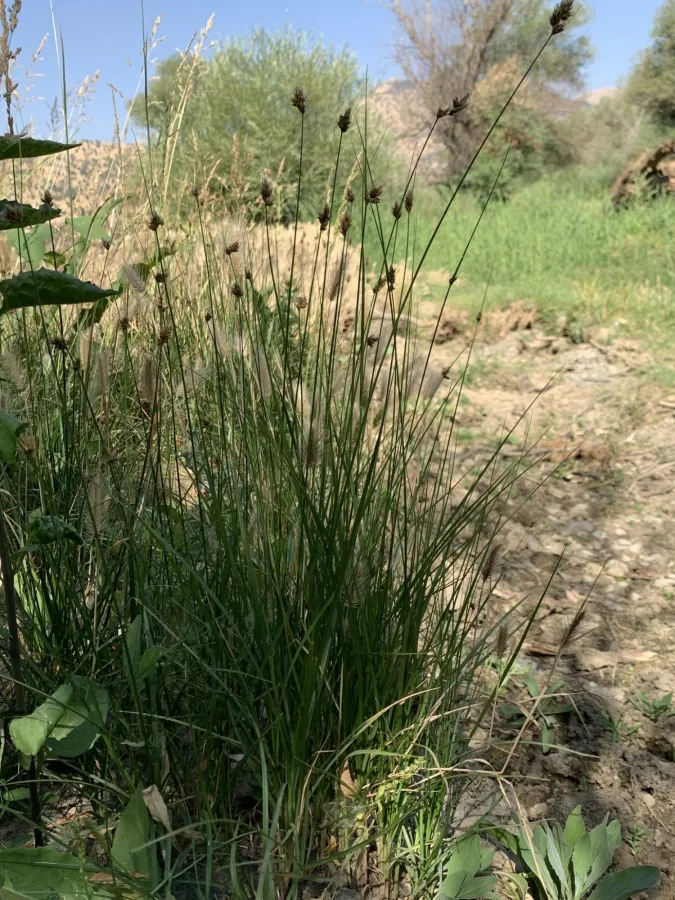 Carex divisa