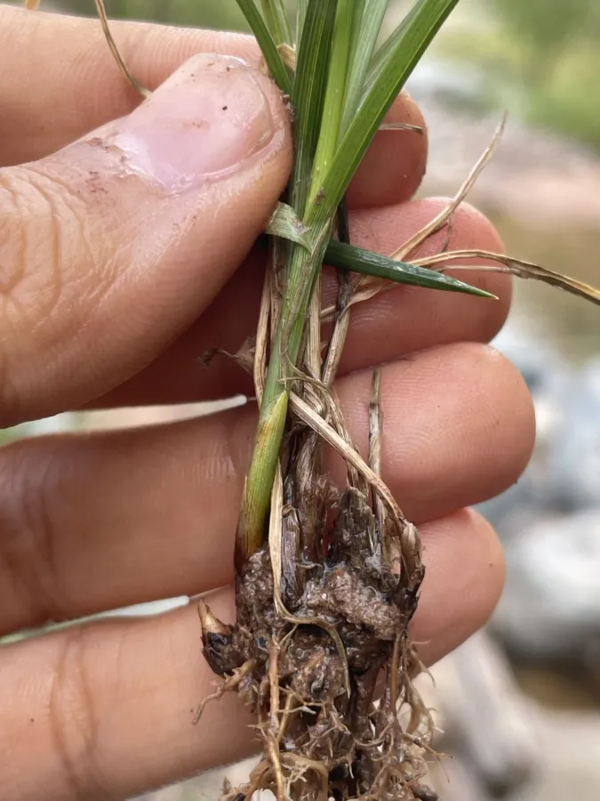 Carex divisa