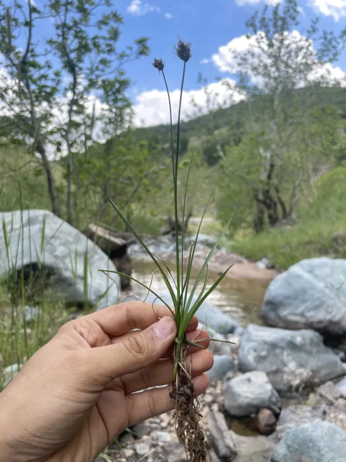 Carex divisa