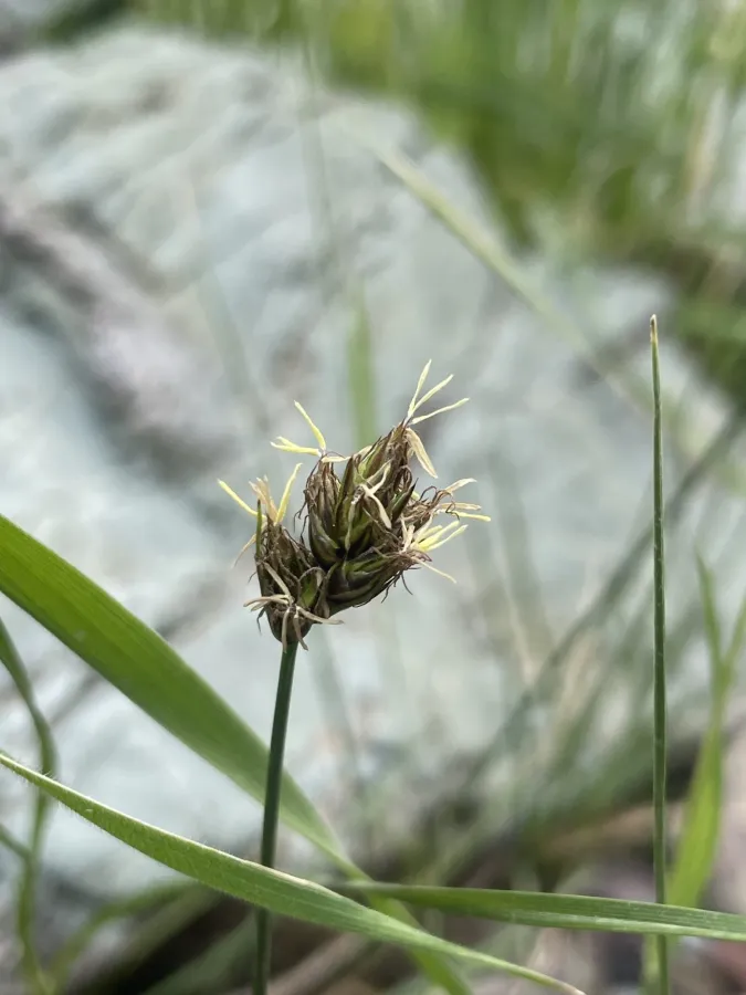 Carex divisa
