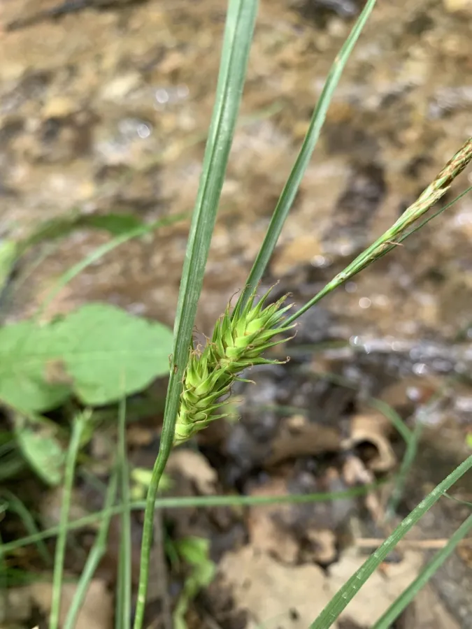 Carex hordeistichos