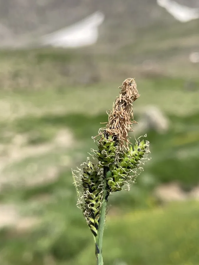 Carex orbicularis