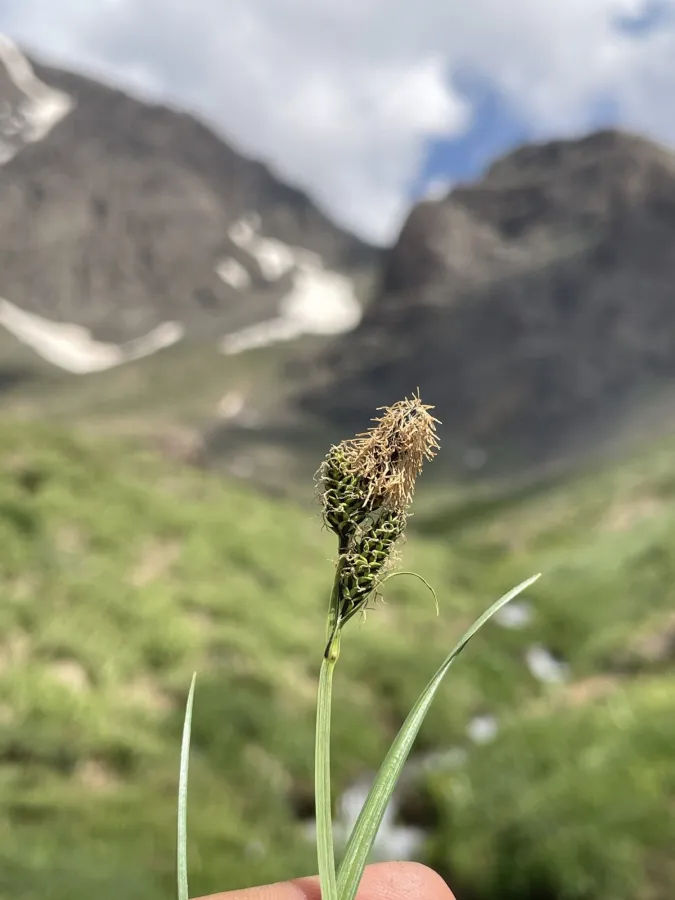 Carex orbicularis