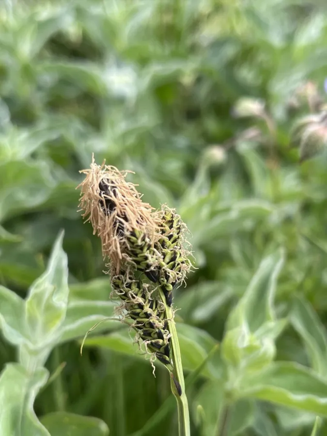 Carex orbicularis