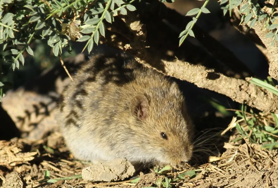 Social Vole