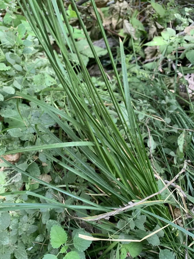 Carex otrubae