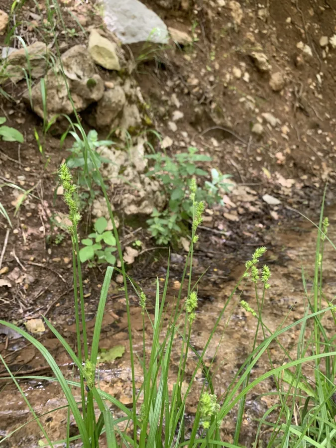 Carex otrubae