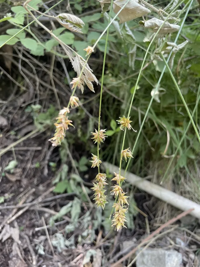 Carex otrubae