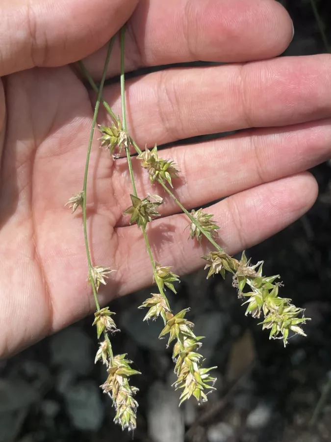 Carex otrubae