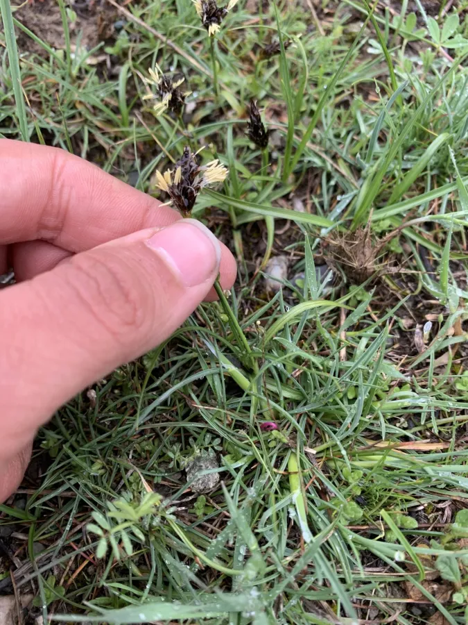 Carex pachystylis