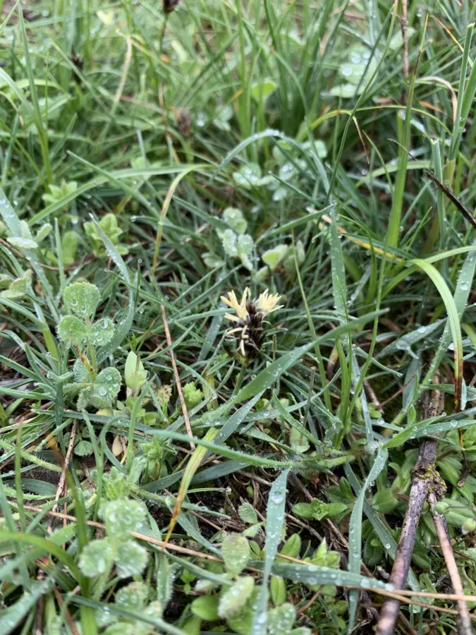 Carex pachystylis