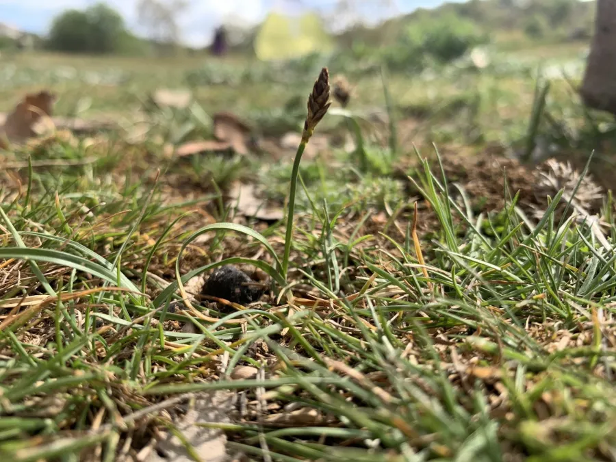 Carex pachystylis