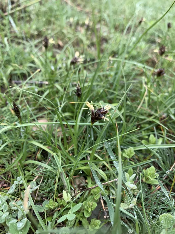Carex pachystylis