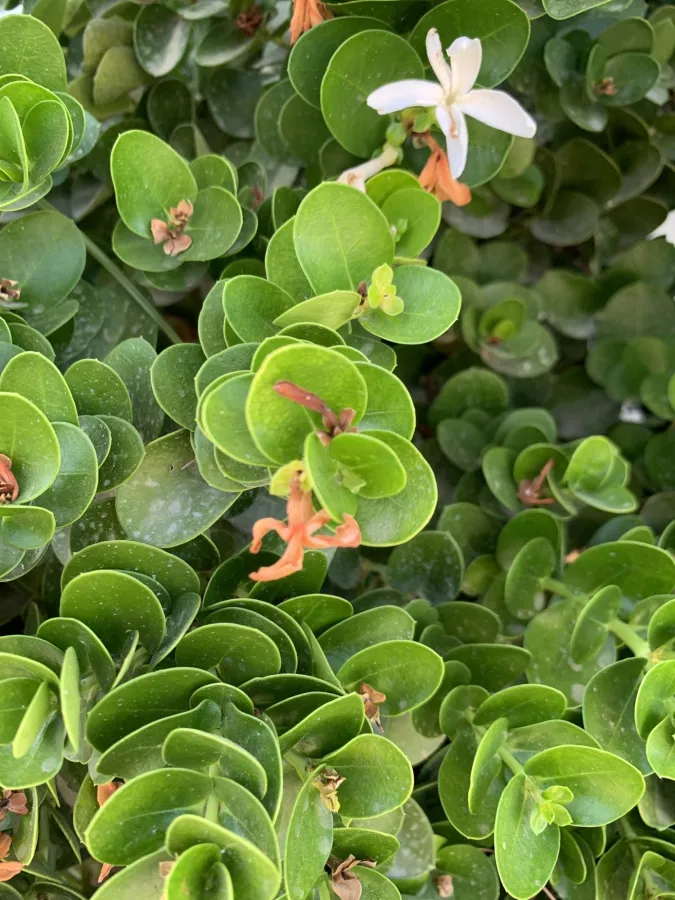 Carissa macrocarpa