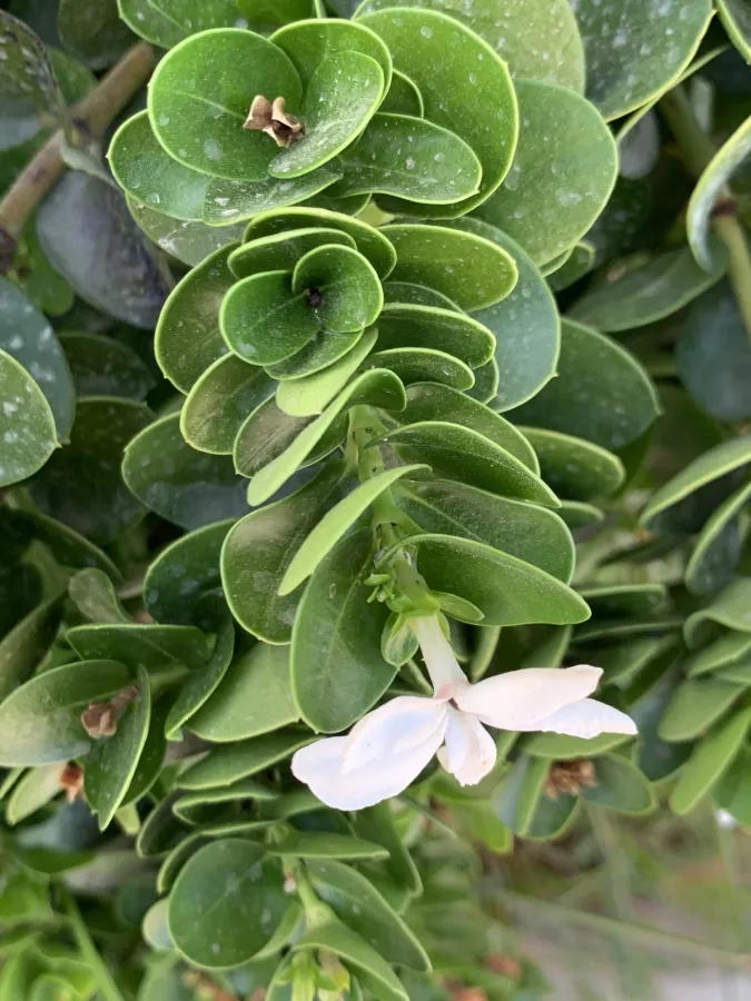 Carissa macrocarpa