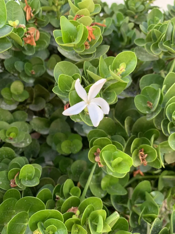 Carissa macrocarpa