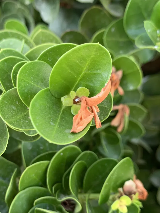 Carissa macrocarpa