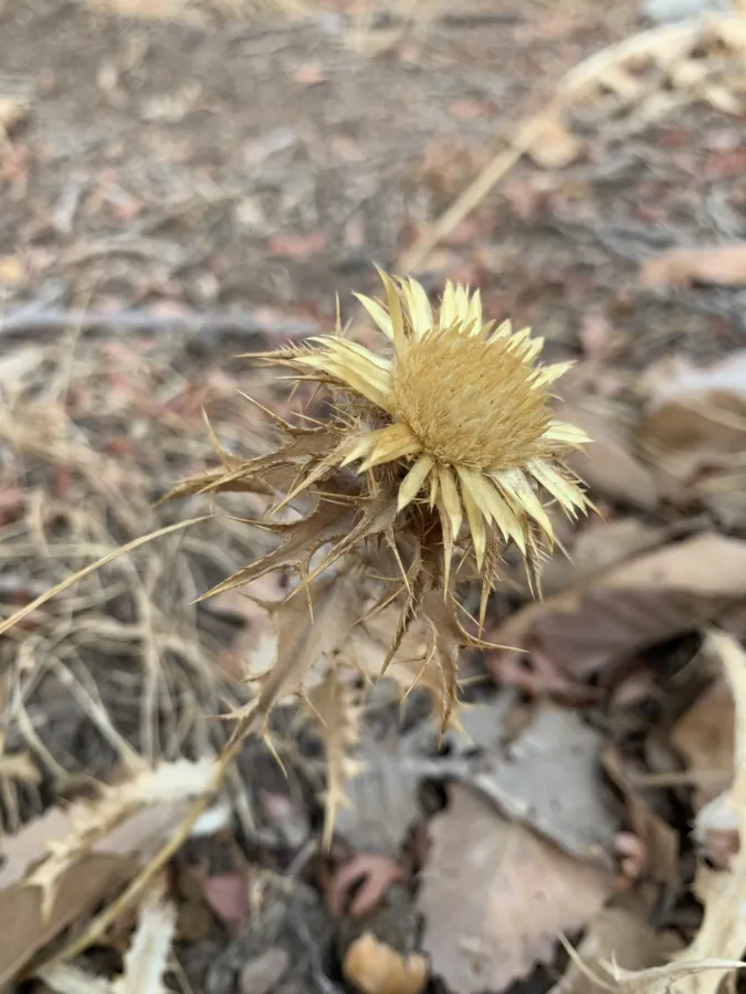 Carlina corymbosa