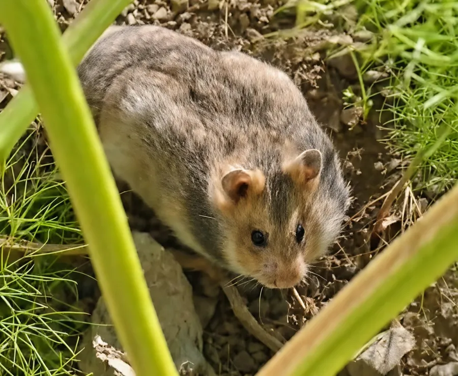 Brandt's Hamster