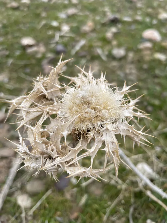 Carlina lanata