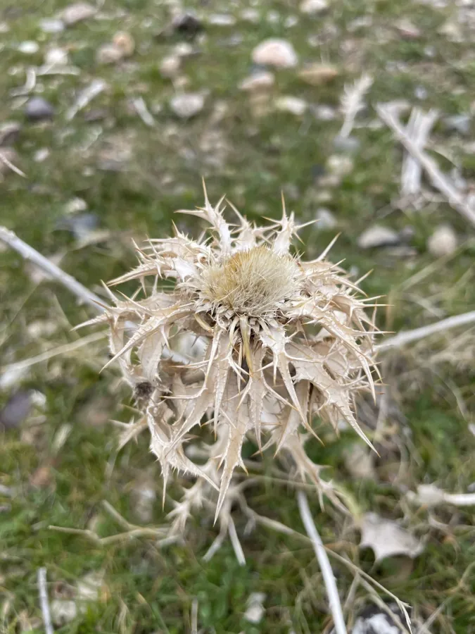 Carlina lanata