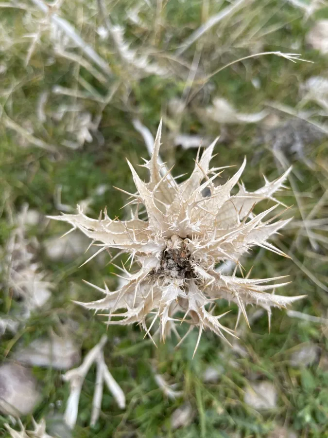 Carlina lanata