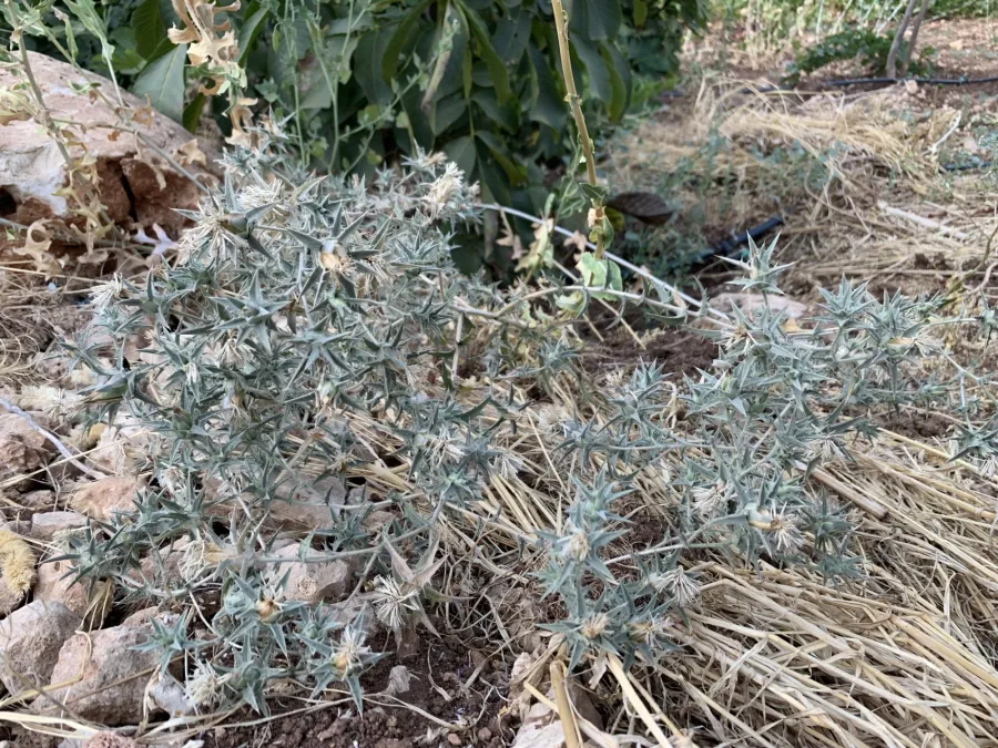 Carthamus glaucus