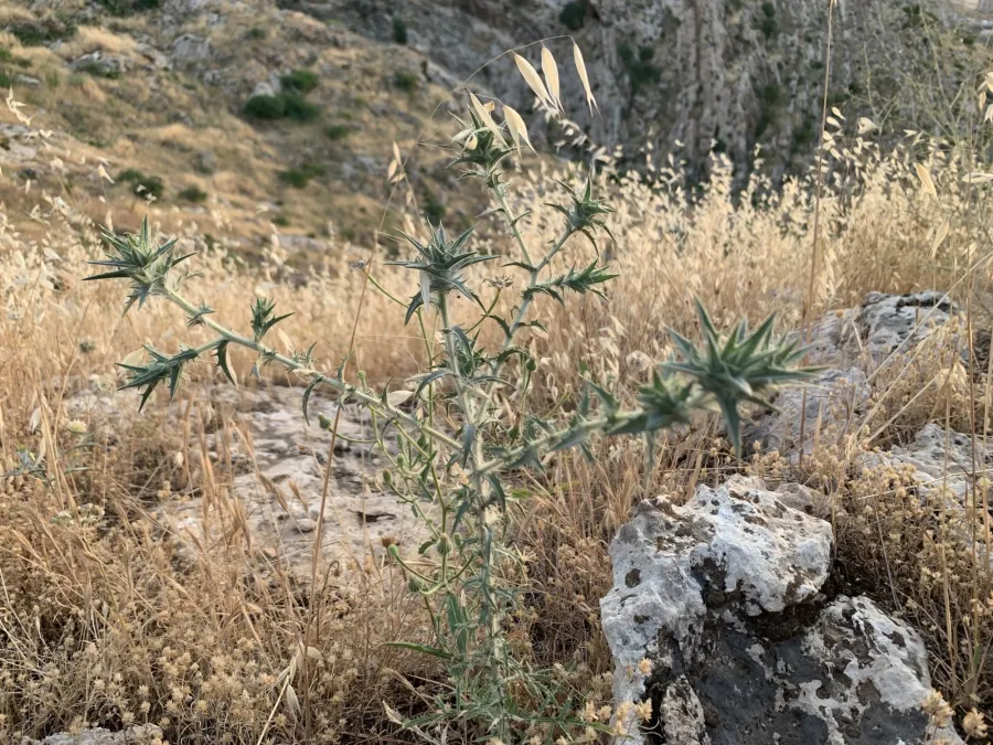 Carthamus glaucus